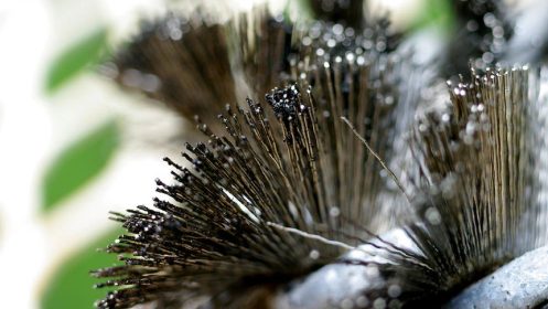 ABC News Bristles